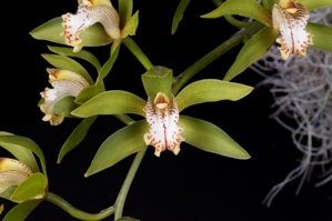 Cymbidium zaleskianum ??? CHM/AOS 82 pts. Flower